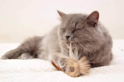 LionsLike Springbockring