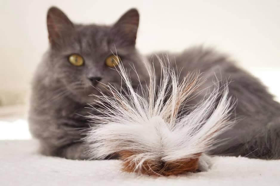 LionsLike Springbockring