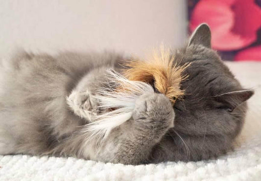 LionsLike Springbockring