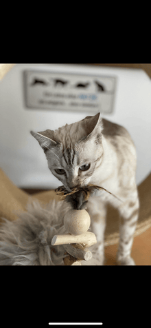 LionsLike Rasselzeit