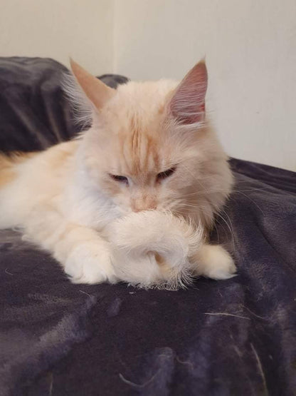 LionsLike Ziegenring