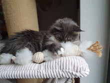 LionsLike Manila Schlange