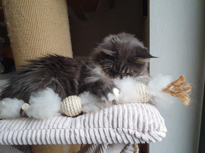 LionsLike Manila Schlange