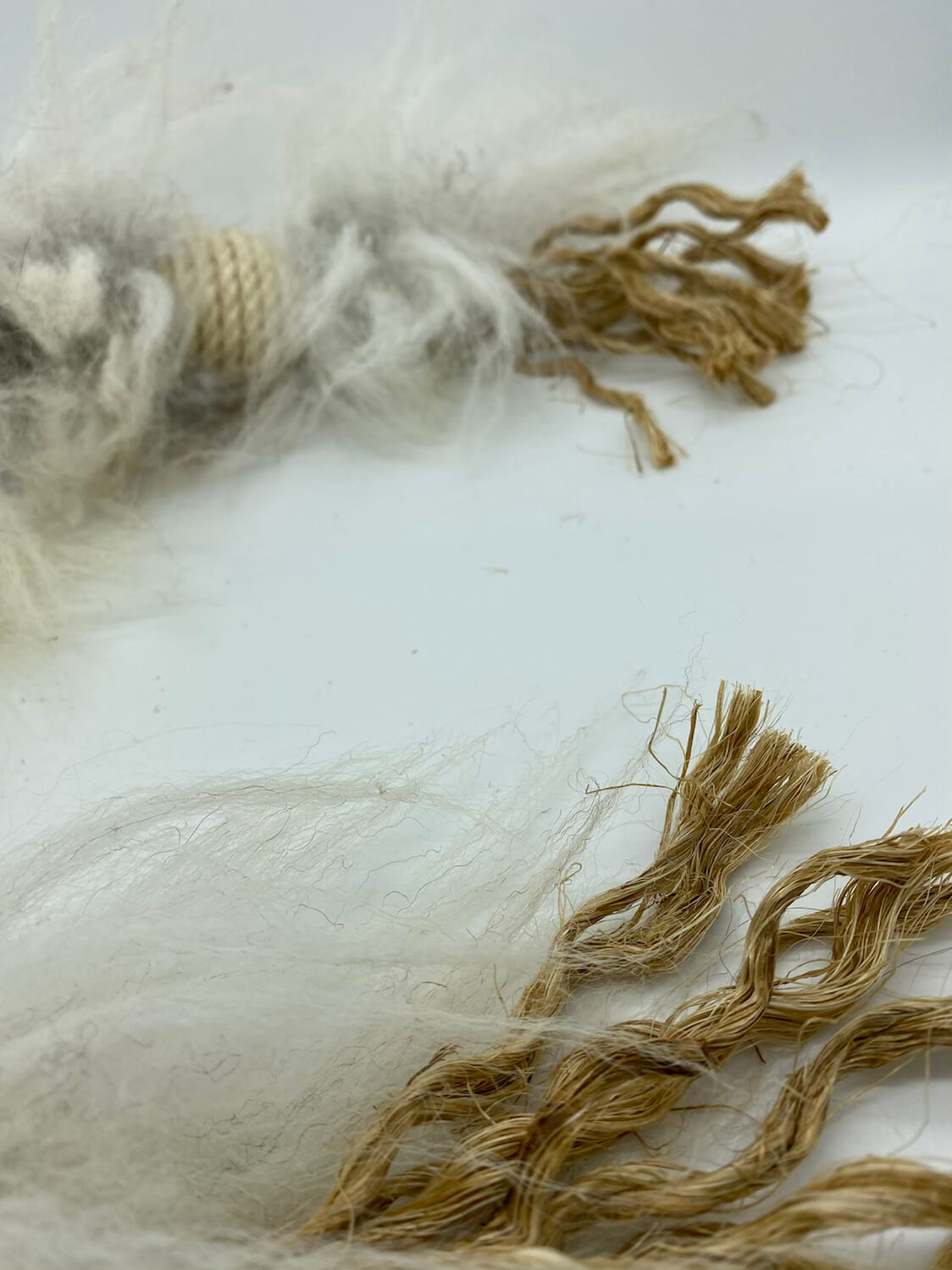 LionsLike Manila Schlange