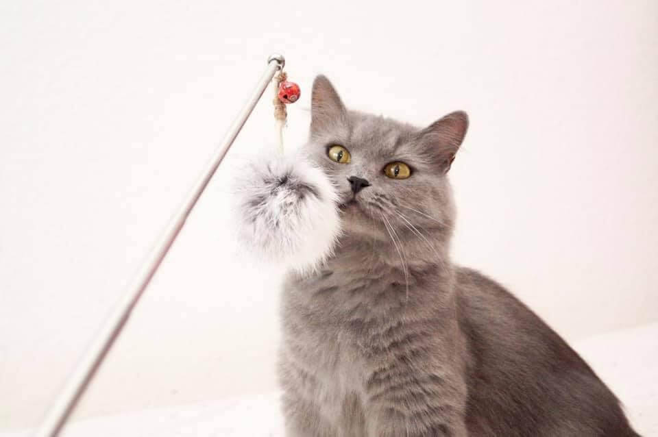 LionsLike teleskob Angel