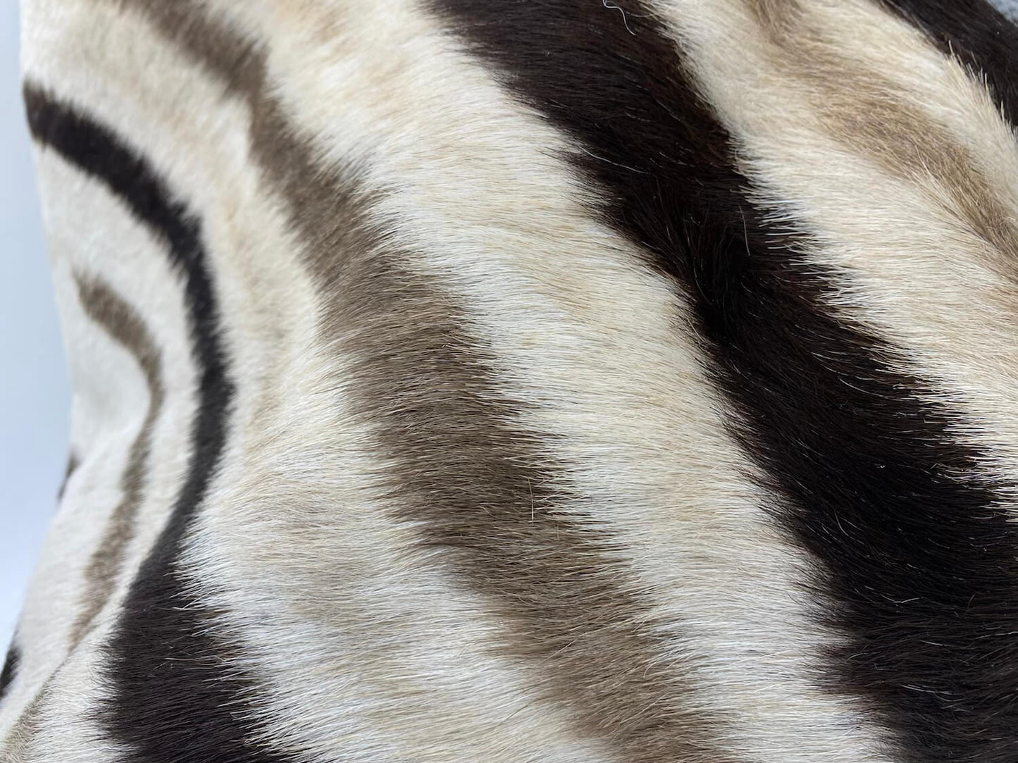 LionsLike Zebra Line