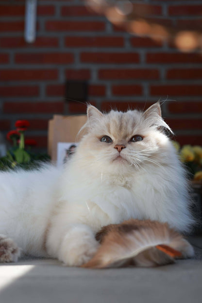 LionsLike Zwitscherkissen