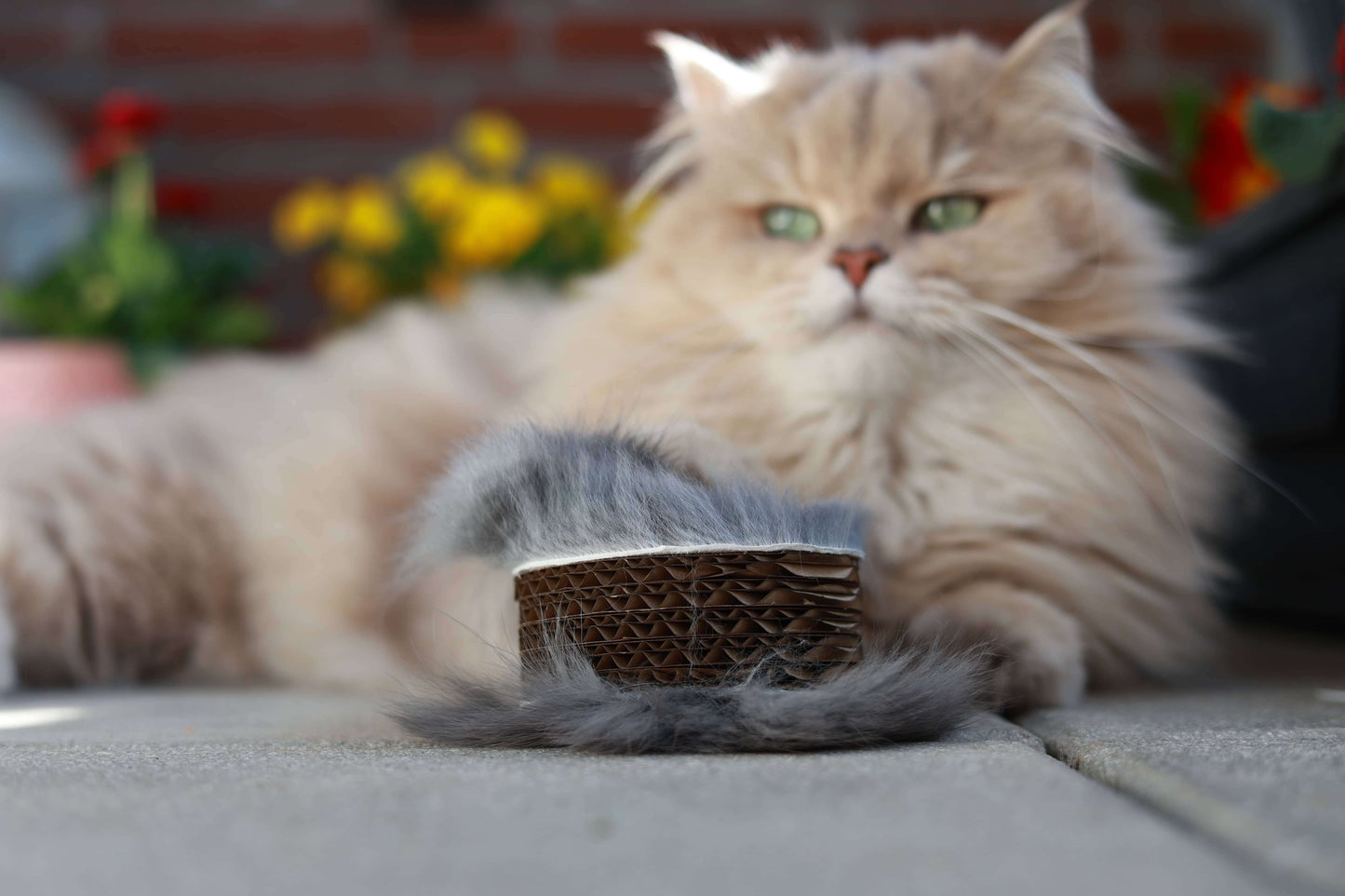 LionsLike Kratzrolle