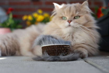 LionsLike Kratzrolle