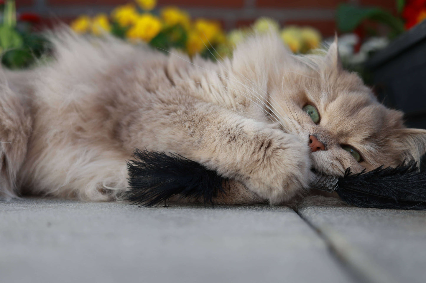 LionsLike Lachsröllchen