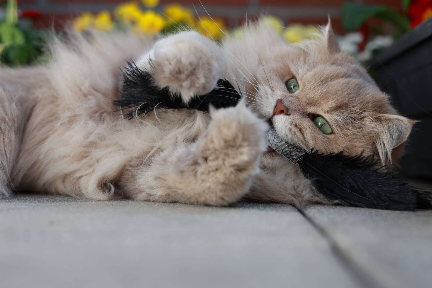 LionsLike Lachsröllchen