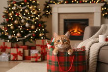 eine Katze die neugierig in einen Christmas Einkaufstasche guckt 