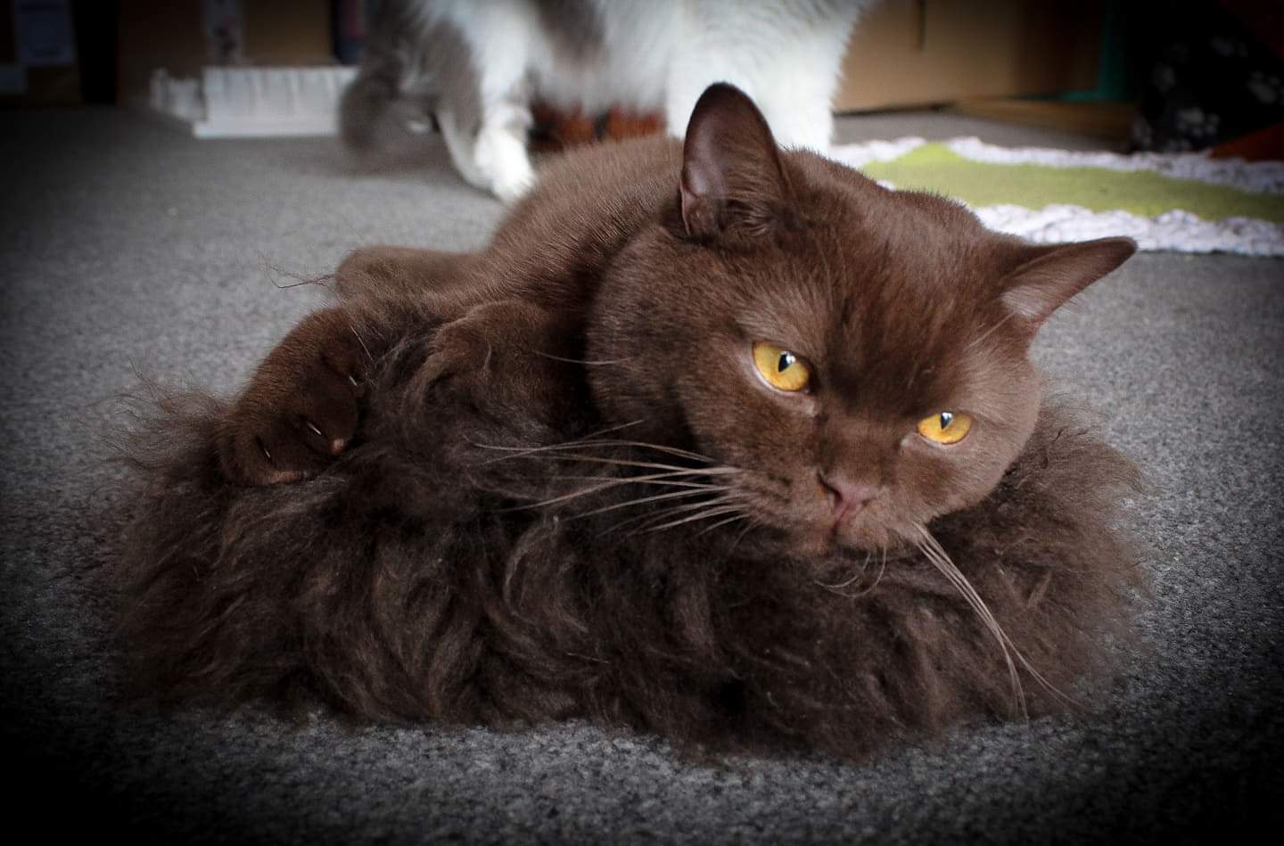 LionsLike Raschelrolle