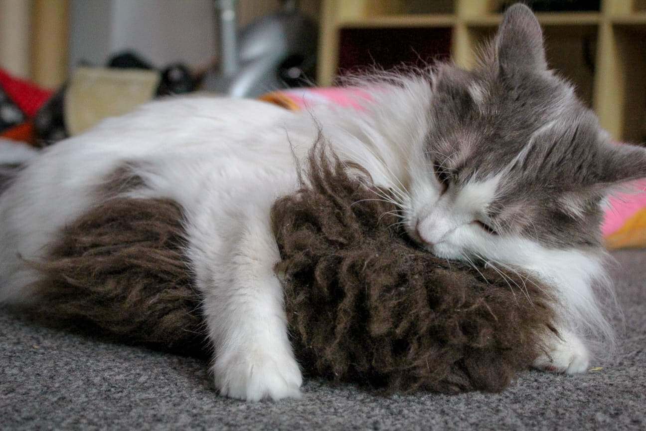 LionsLike Raschelrolle